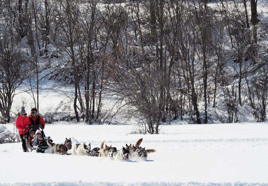 Chiens de traineaux à Serre Chevalier